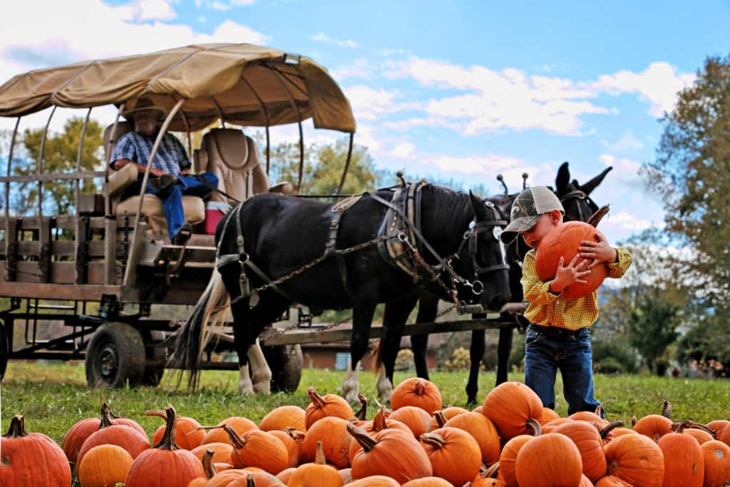 Boy Selecting a Pumpkin from a Patch